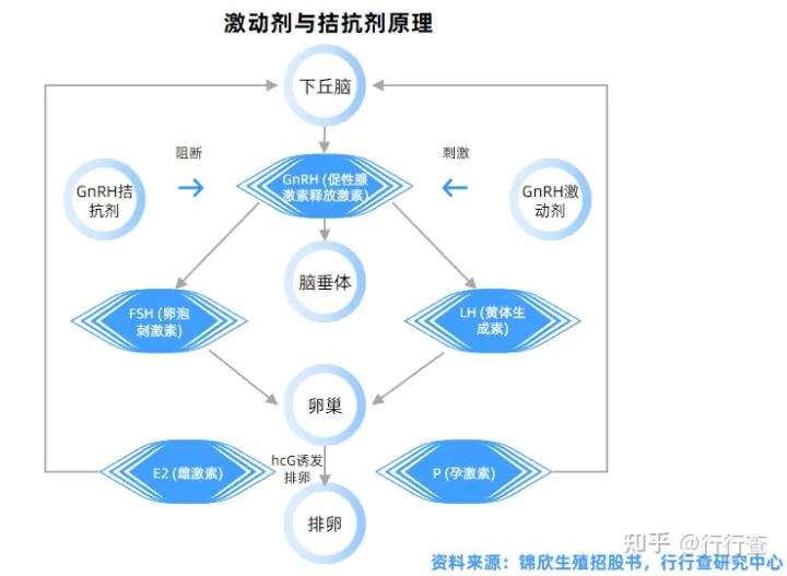 中國輔助生殖行業研究報告(圖5) 中國輔助生殖行業研究報告(圖5)