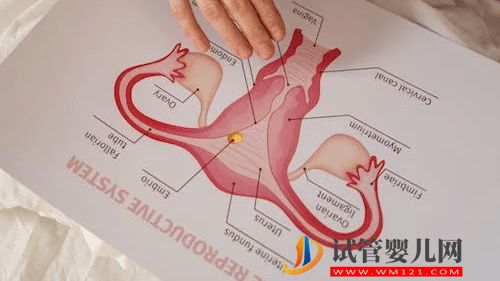 河源胚胎喜歡什么樣的子宮內膜？(圖2)