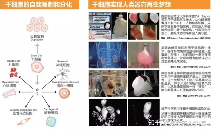 干細胞簡介——什么是干細胞？(圖1)