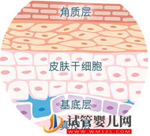 科普了解什么是干細胞？干細胞知識匯總來了(圖4)