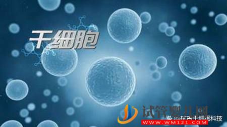 什么是干細胞？干細胞的作用又有哪些？(圖1)