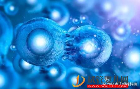 什么是干細胞？干細胞的作用又有哪些？(圖2)