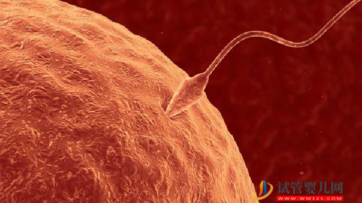 男性不育的治療方法有哪些?男性不育的4大治療誤區(圖3) 男性不育的治療方法有哪些?男性不育的4大治療誤區(圖3)
