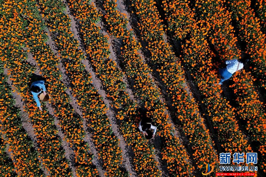 云南南澗：朵朵鮮花 “種”出鄉村“好豐景”(圖2)
