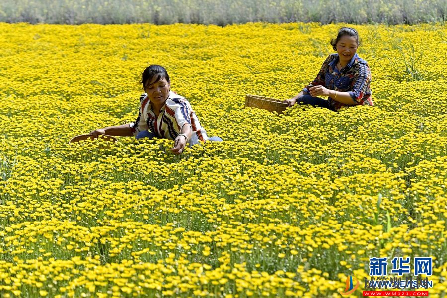 云南南澗：朵朵鮮花 “種”出鄉村“好豐景”(圖3)