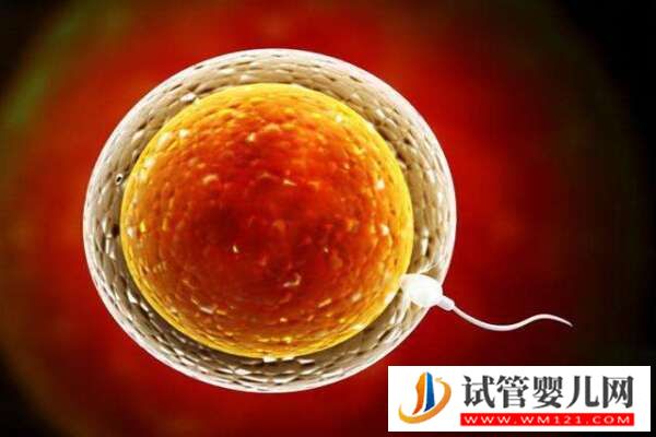 精子質量會影響試管嬰兒成功率嗎?揭秘背后的真相!(圖1) 精子質量會影響試管嬰兒成功率嗎?揭秘背后的真相!(圖1)