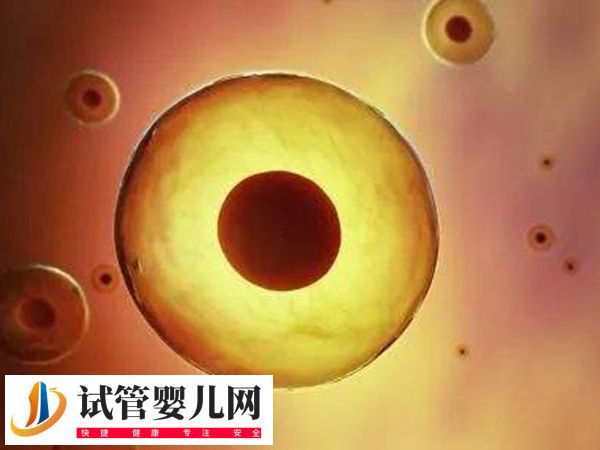 在美國(guó)做試管優(yōu)質(zhì)胚胎是啥樣的(圖1)