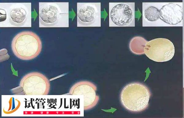 胚胎輔助孵化技術安不安全(圖2)