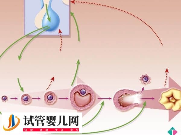 試管促排方案都適合哪些人