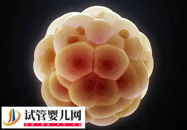 卵泡發育哪些階段會出現閉鎖(圖2)