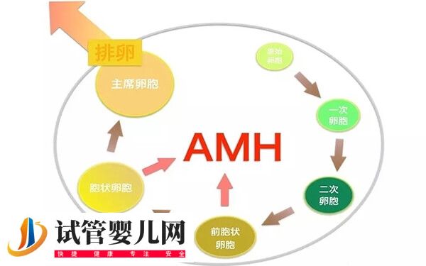 amh值0.47做試管有沒有希望(圖2) amh值0.47做試管有沒有希望(圖2)